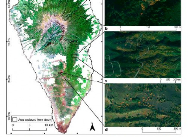 Assessing the Potential Replacement of Laurel Forest by a Novel Ecosystem in the Steep Terrain of an Oceanic Island