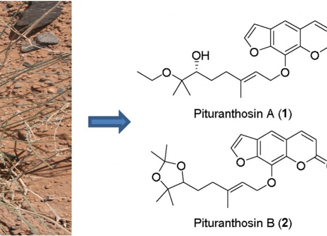 Coumarins and other constituents from Deverra battandieri
