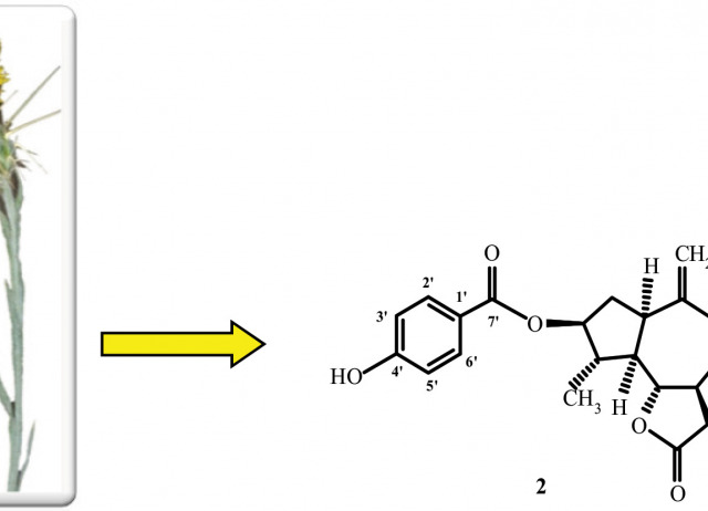 Characterization of Chemical Compounds and Antioxidant Activity of Centaurea solstitialis sp. schouwii (DC.) Q. et S. (Asteraceae)