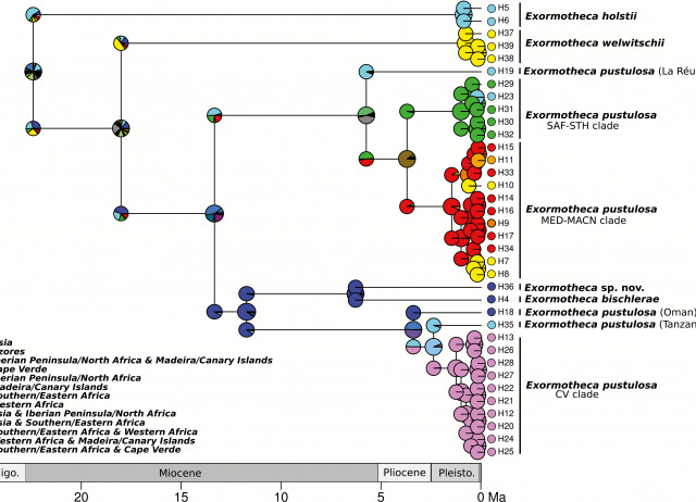 Climate-driven vicariance and long-distance dispersal explain the Rand Flora pattern in the liverwort Exormotheca pustulosa (Marchantiophyta)