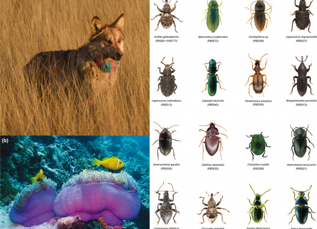 Building a global genomics observatory: Using GEOME (the Genomic Observatories Metadatabase) to expedite and improve deposition and retrieval of genetic data and metadata for biodiversity research