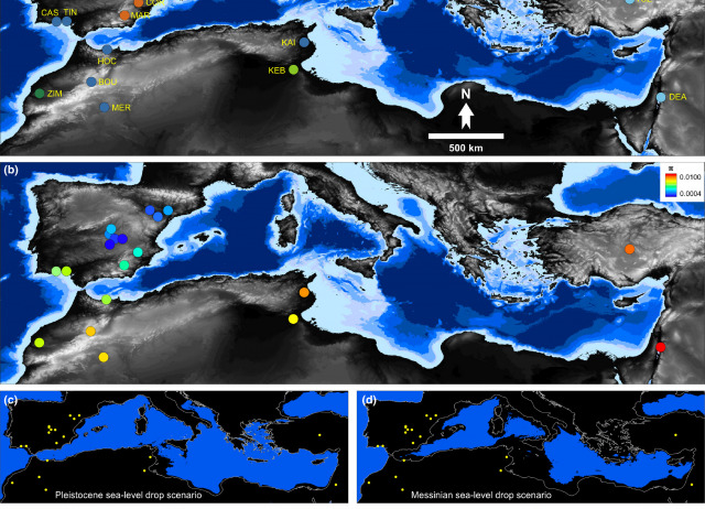Genomic insights into the origin of trans‐Mediterranean disjunct distributions