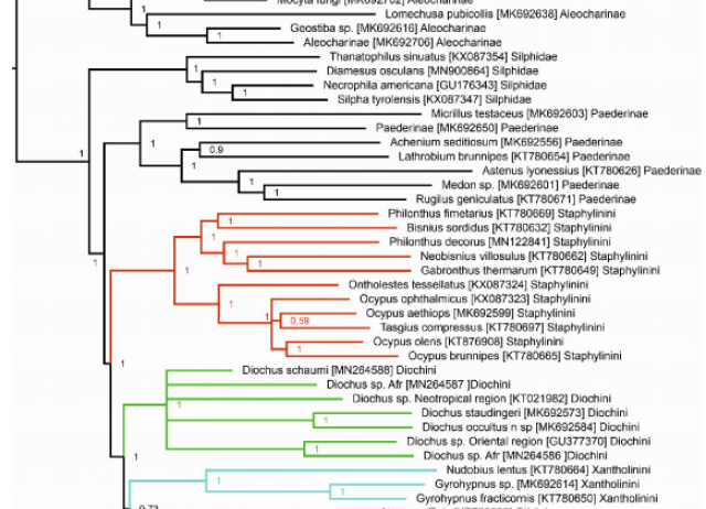 Bayesian 50% majority rule consensus tree