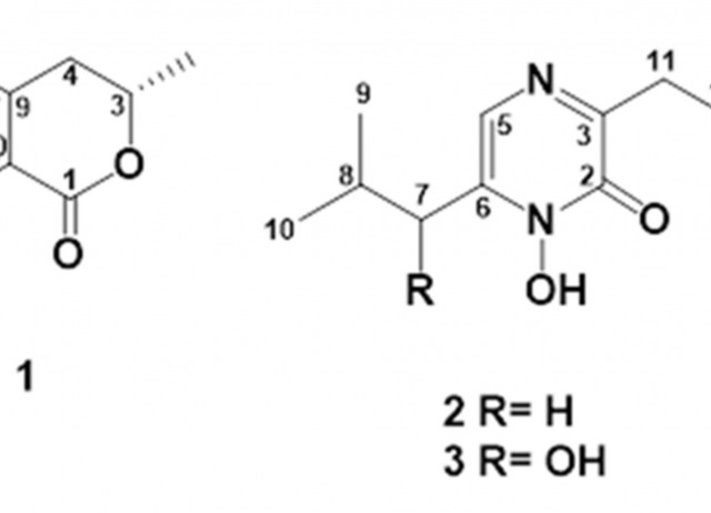 Endophytic Fungus Aspergillus