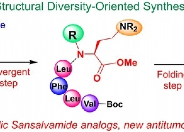 Synthesis of Sansalvamide‐Related Antitumoral Peptides