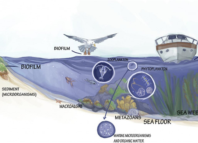 The Essentials of Marine Biotechnology