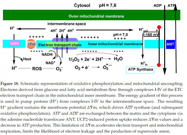 The Chemistry of Reactive Oxygen Species (ROS) Revisited: Outlining Their Role in Biological Macromolecules (DNA, Lipids and Proteins) and Induced Pathologies