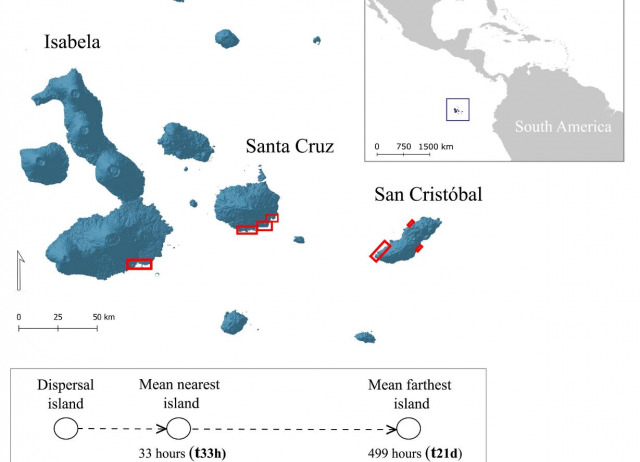 Sea dispersal potential and colonization of the Galápagos littoral flora