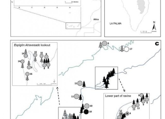 Diet of the black rat (Rattus rattus) in a Canary laurel forest: species identification based on morphological markers and DNA sequences