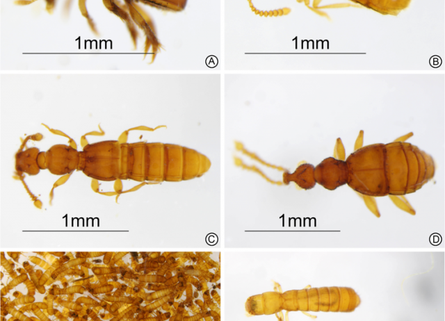Endogean beetles (Coleoptera) of Madagascar: deep soil sampling and illustrated overview