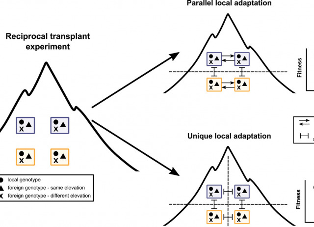 Digest: Parallel rather than unique local adaptation along a steep elevation gradient*