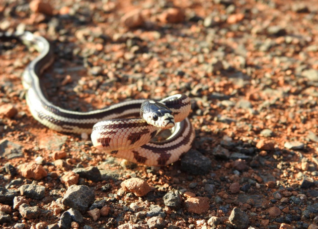 Lampropeltis