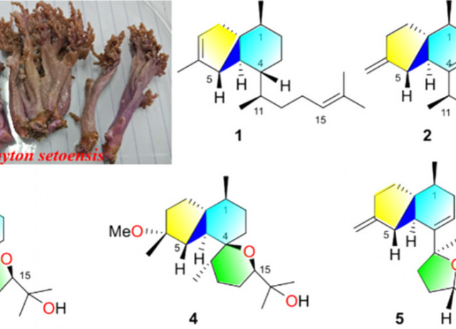 Litosetoenins A–E, Diterpenoids from the Soft Coral Litophyton setoensis, Backbone-Rearranged through Divergent Cyclization Achieved by Epoxide Reactivity Inversion