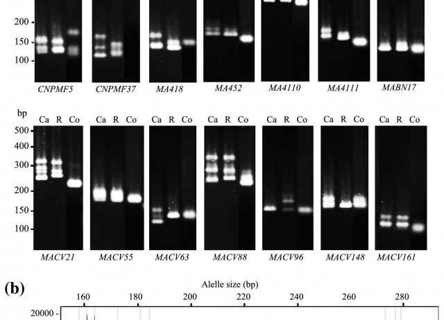 Comparative assessment of microsatellite and retrotransposon-based markers for genetic characterization of commercial banana cultivars (Musa spp.)