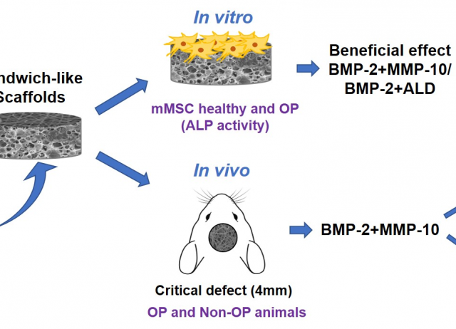 The Bone Regeneration Capacity of BMP-2 + MMP-10 Loaded Scaffolds Depends on the Tissue Status