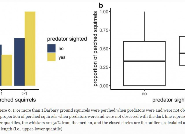 Barbary ground squirrels do not have a sentinel system but instead synchronize vigilance