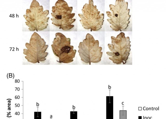 Root treatment with a vitamin K3 derivative: a promising alternative to synthetic fungicides against Botrytis cinerea in tomato plants