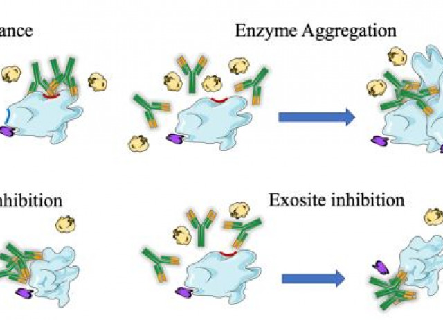 Antibodies targeting enzyme inhibition as potential tools for research and drug development