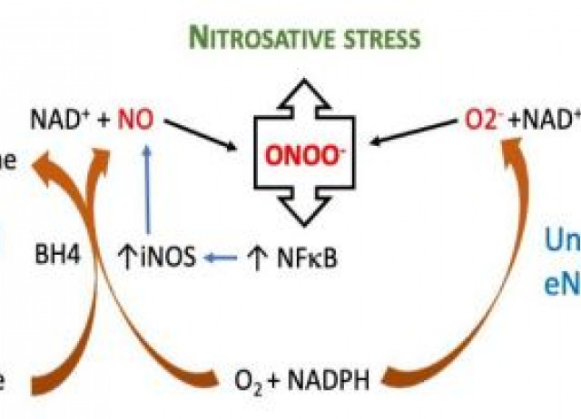 The Nitration of Proteins, Lipids and DNA by Peroxynitrite Derivatives-Chemistry Involved and Biological Relevance
