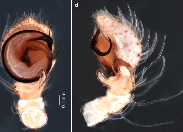 First report of Heriaeus buffoni (Araneae: Thomisidae) from the Canary Islands