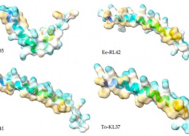 Antimicrobial Activity of Cathelicidin-Derived Peptide from the Iberian Mole Talpa occidentalis