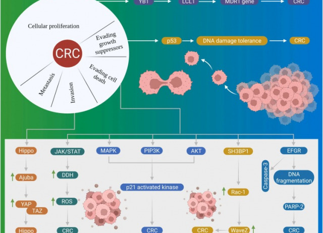 Cellular landscaping of cisplatin resistance in cervical cancer