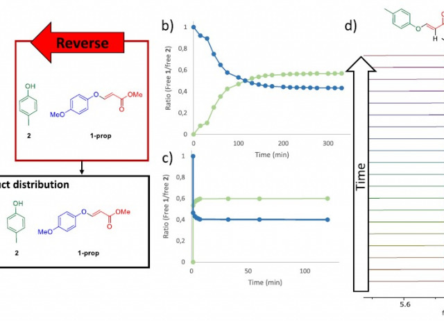 Dynamic Hydroxyl–Yne Reaction with Phenols
