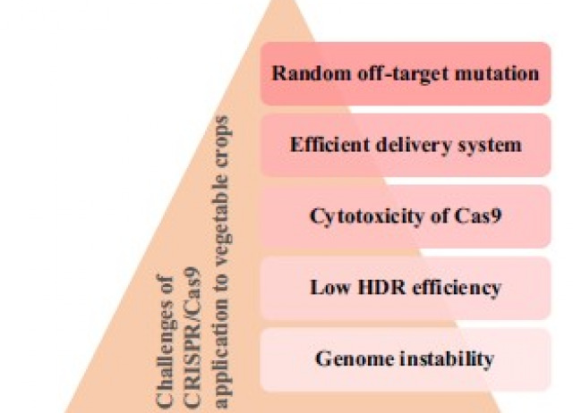 Exploring the potential of CRISPR/Cas genome editing for vegetable crop improvement: An overview of challenges and approaches