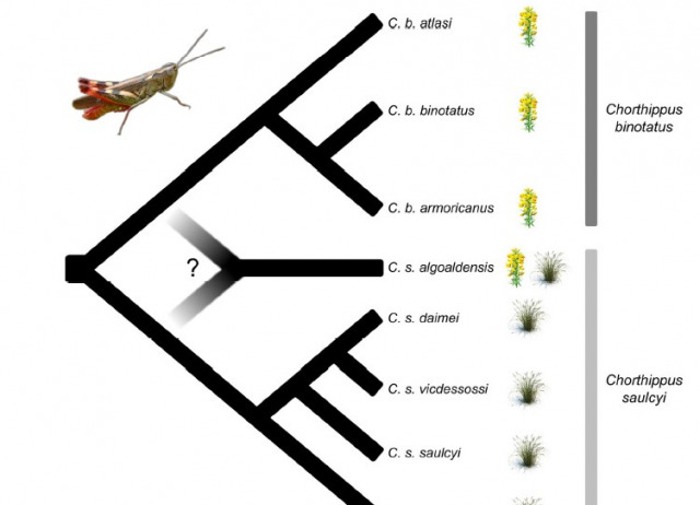 Genomic evidence of speciation by fusion in a recent radiation of grasshoppers