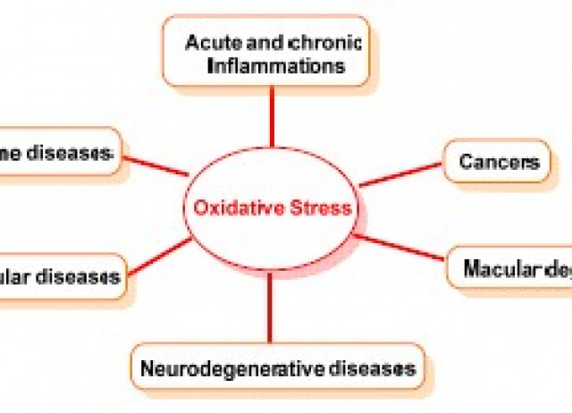 Impact of Reactive Species on Amino Acids—Biological Relevance in Proteins and Induced Pathologies