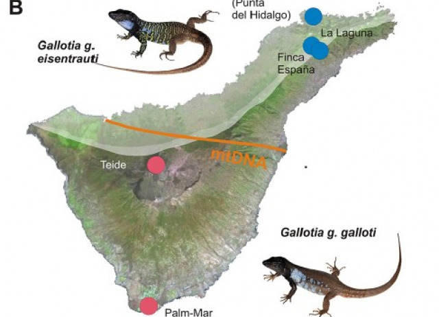 Limited ecophysiological variation in the Canary Island lizard Gallotia galloti (Oudart, 1839) across an elevational range of over 3500 m (Squamata: Lacertidae)