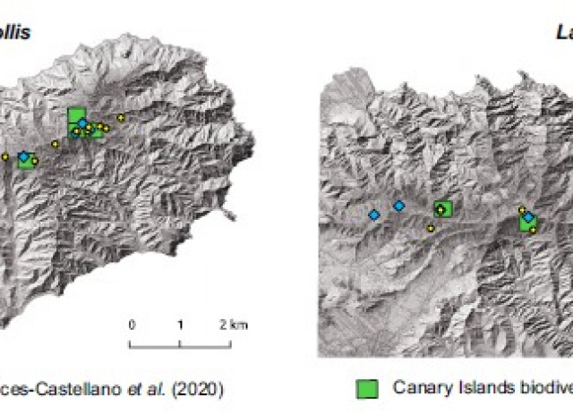 Metabarcoding for biodiversity inventory blind spots: A test case using the beetle fauna of an insular cloud forest
