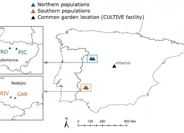 Population origin determines the adaptive potential for the advancement of flowering onset in Lupinus angustifolius L. (Fabaceae)