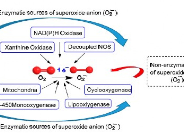 Superoxide Anion Chemistry—Its Role at the Core of the Innate Immunity