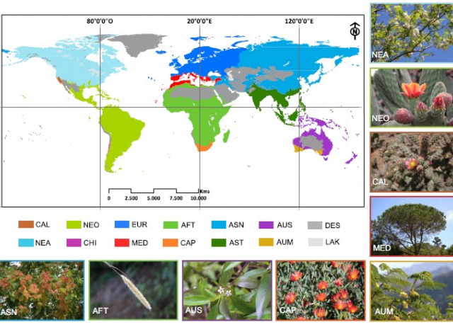 Biogeographic origins and drivers of alien plant invasions in the Canary Islands