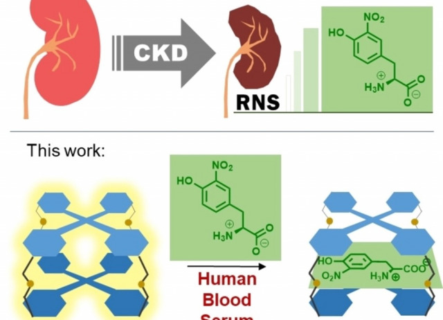 A Fluorescent Cage for Supramolecular Sensing of 3-Nitrotyrosine in Human Blood Serum