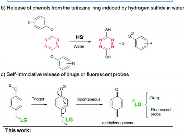 Hydrogen sulphide-triggered theranostic prodrugs based on the dynamic chemistry of tetrazines