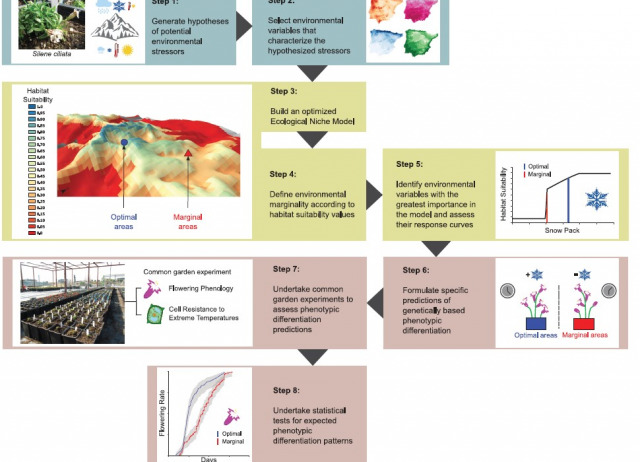 Linking ecological niche models and common garden experiments to predict phenotypic differentiation in stressful environments: Assessing the adaptive value of marginal populations in an alpine plant