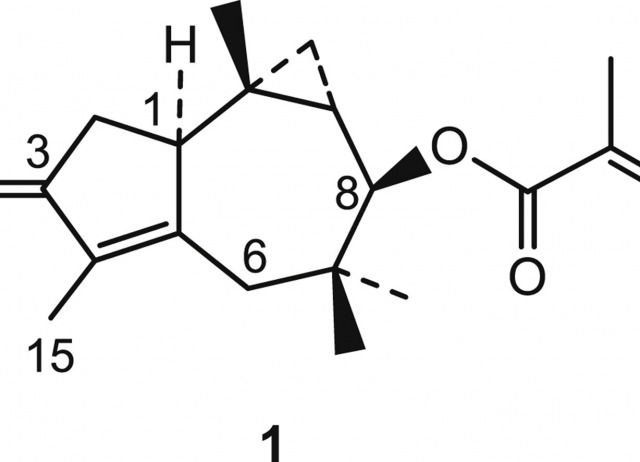 Biotransformation of an africanane sesquiterpene by the fungus Mucor plumbeus