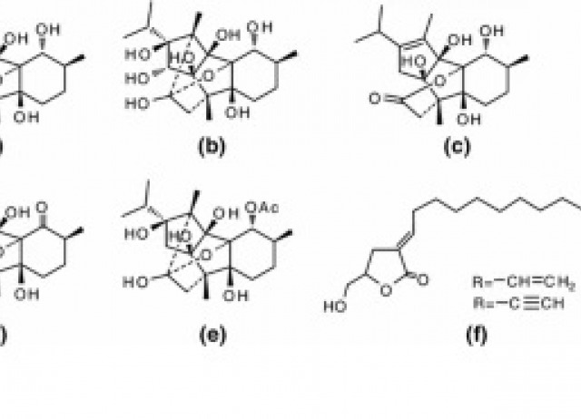 Supercritical extraction and supercritical antisolvent fractionation of natural products from plant material: Comparative results on Persea indica