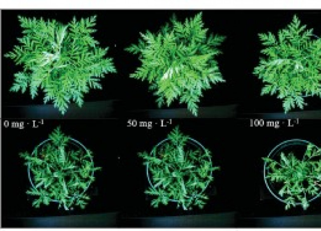 The use of chitosan oligosaccharide to improve artemisinin yield in well-watered and drought-stressed plants