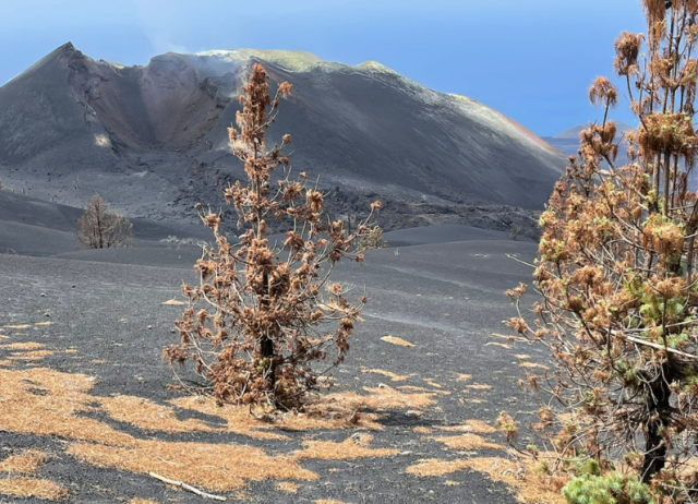 Combining in-situ monitoring and remote sensing to detect spatial patterns of volcanic sulphur impact on pine needles