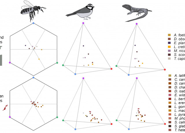 Bird-flower colour on islands supports the bee-avoidance hypothesis