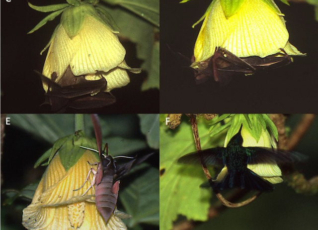 Oceanic Island Bats as Flower visitors and pollinators