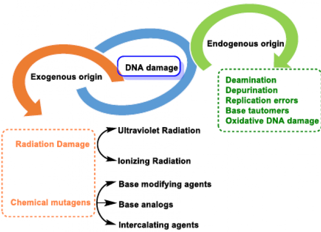 Chemical Insights into Oxidative and Nitrative Modifications of DNA