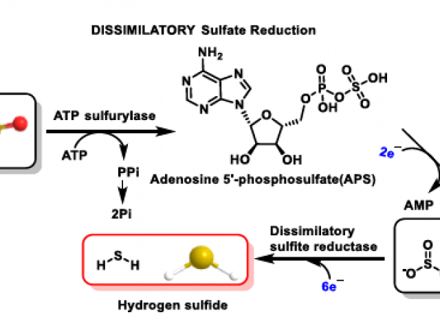 Chemistry of Hydrogen Sulfide—Pathological and Physiological Functions in Mammalian Cells
