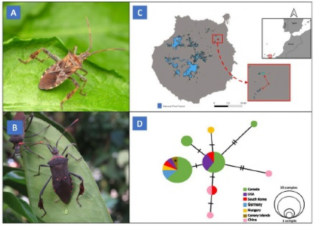 First record of Leptoglossus occidentalis Heidemann, 1910 (Hemiptera, Coreidae) in the Canary Islands, a novel pine pest detected through citizen science in an oceanic archipelago