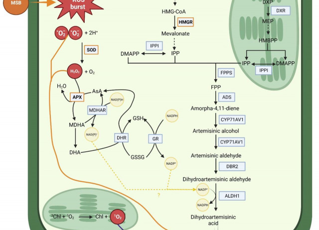 Foliar treatment with MSB (menadione sodium bisulphite) to increase artemisinin content in Artemisia annua plants