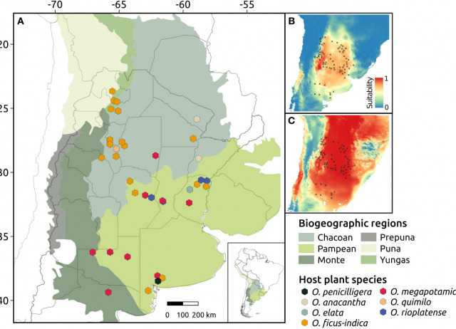 Geography, climate and shifts in host plants distribution explain the genomic variation in the cactus moth