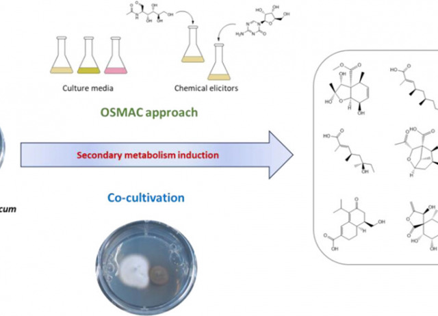 OSMAC Approach and Cocultivation for the Induction of Secondary Metabolism of the Fungus Pleotrichocladium opacum